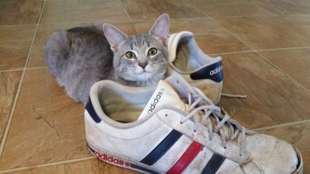 setiap hari kucing ini beri hadiah pada tuannya, termasuk sepasang kasut